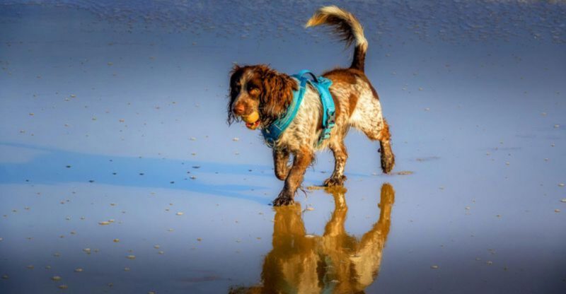 Adopt With Confidence 12 Dog Breeds That Tend to Stay Level Headed in Busy Households