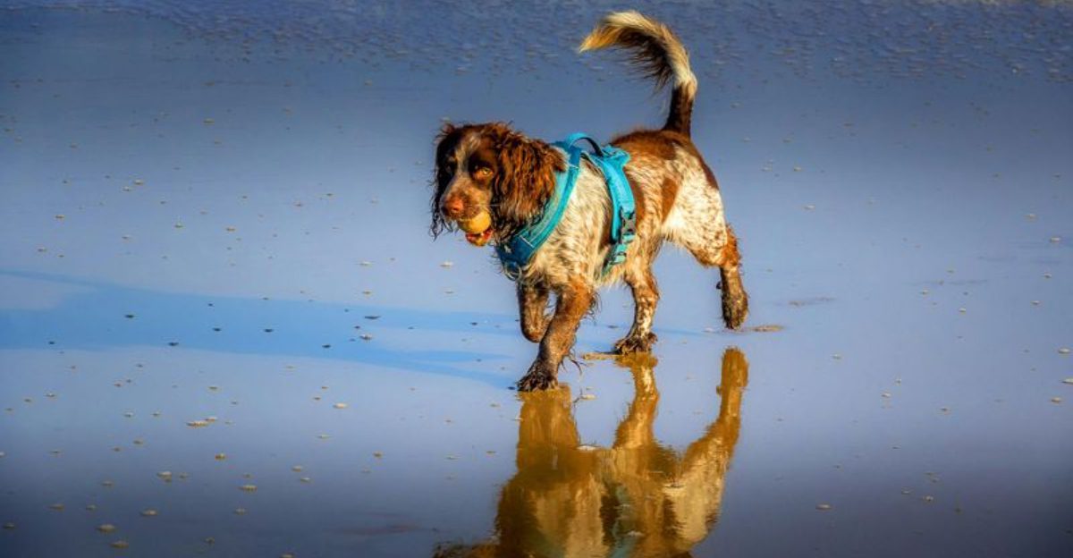 Adopt With Confidence 12 Dog Breeds That Tend to Stay Level Headed in Busy Households