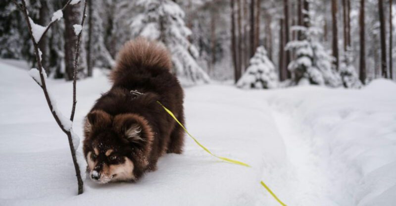 Avoid Constant Overreaction 10 Breeds That Commonly Show Lower Sensitivity to Small Triggers