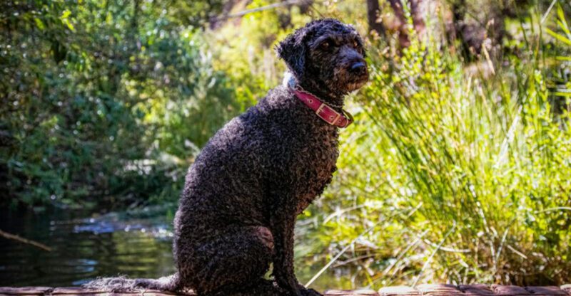 Before You Choose a Smart Breed Know This 12 Dogs That Get Bored the Fastest