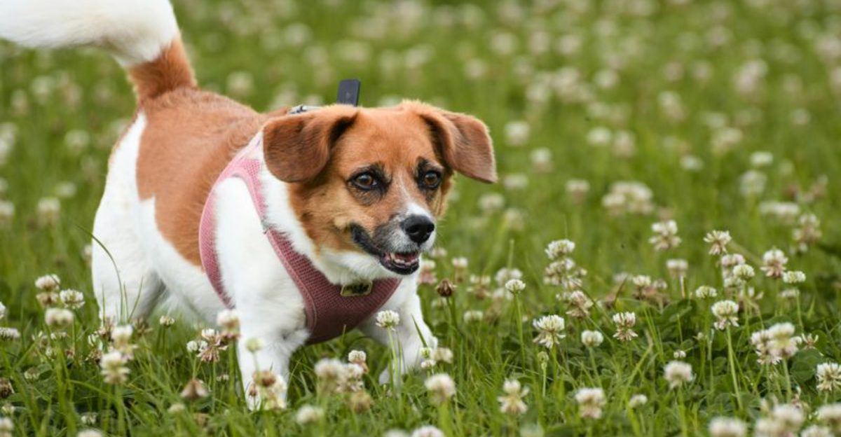 City Dogs Are Changing the Breed Conversation 14 Breeds Thriving in Urban Routines