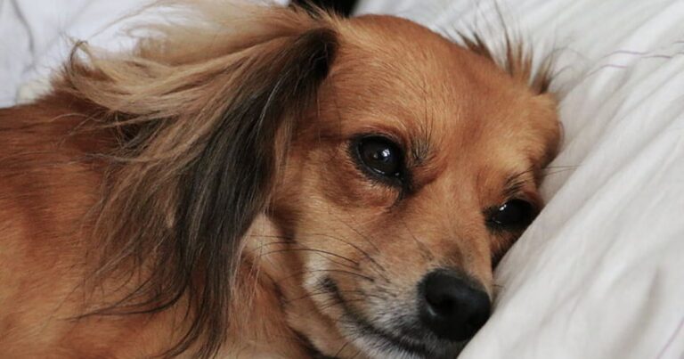 Dog Burnout Is Going Viral 10 Breeds Owners Say Do Best With Less Stimulation 1 dog news