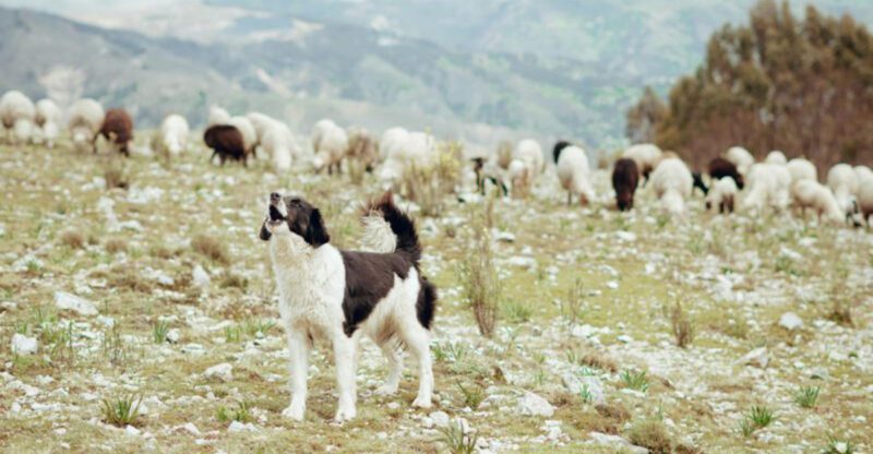 Dog DNA Is Still Evolving — 11 Breed Influences You Didnt Know Could Be Genetic