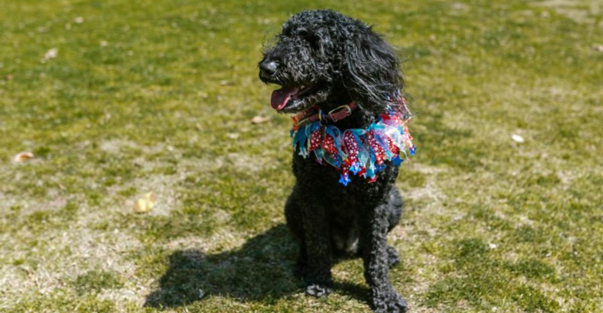 Dog Food Innovation Is Surging — 10 Breeds That Benefit Most From Trendy Diets