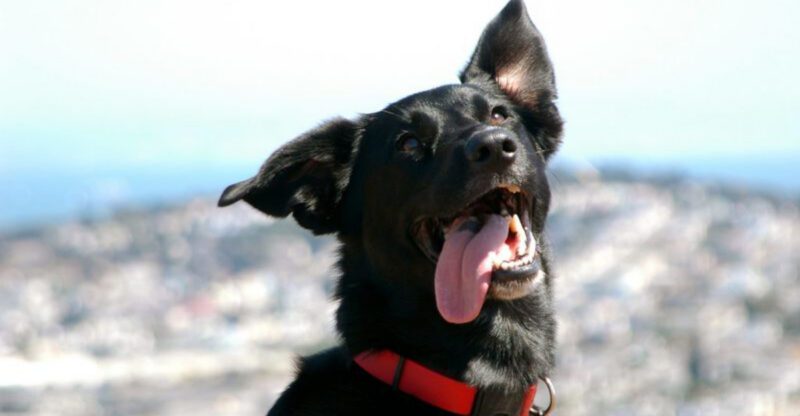 Dog Name Trends Are Shifting Fast 15 Picks Owners Keep Repeating and Why