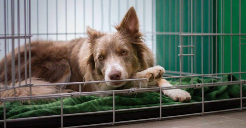 Dogs Dont Always Seek Comfort the Same Way 11 Patterns Owners Often Miss