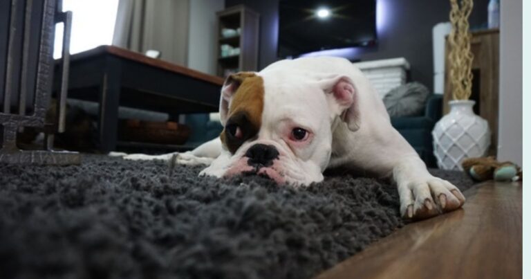 Home Air Quality Is Becoming a Pet Issue 14 Breeds Owners Are Now Protecting With Indoor Filters dog news