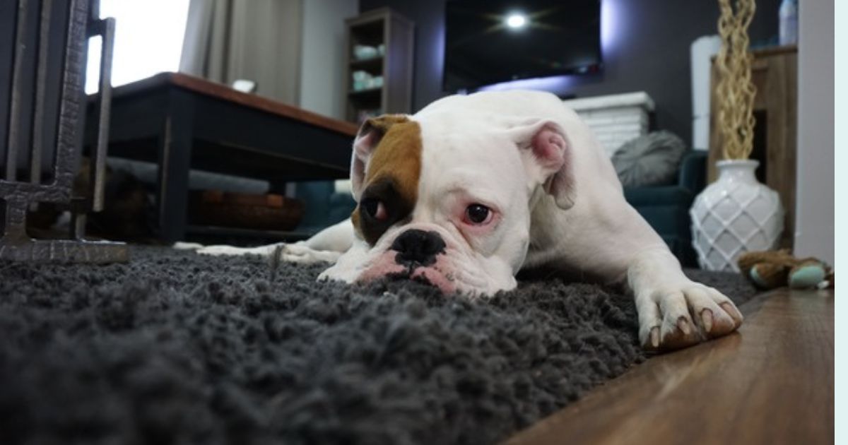 Home Air Quality Is Becoming a Pet Issue 14 Breeds Owners Are Now Protecting With Indoor Filters