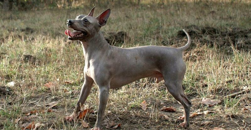 If You Hate Dog Smell Start Here 11 Breeds That Tend to Stay Fresher Longer