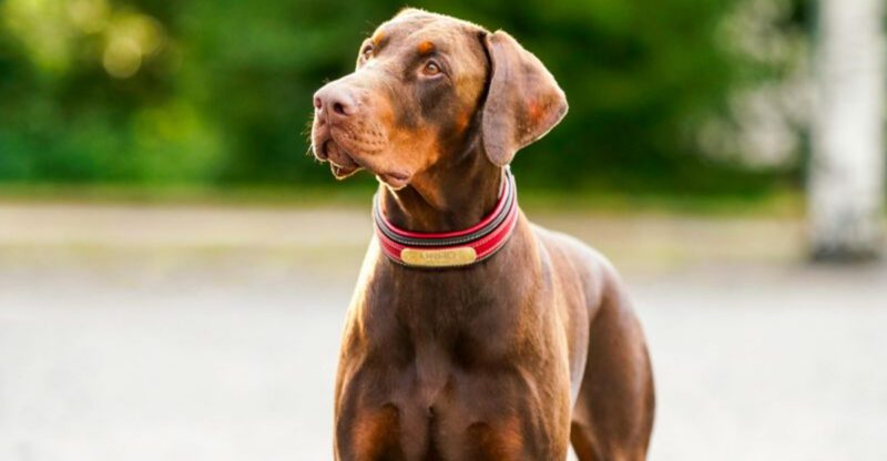 Keep Your Floors Cleaner 10 Breeds That Tend to Track in Less Dirt and Debris