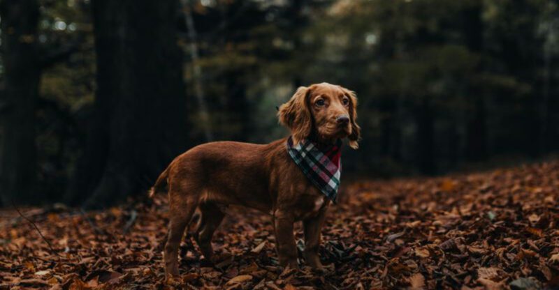 Long Back Short Legs 11 Breeds Where Spine Friendly Habits Matter Most