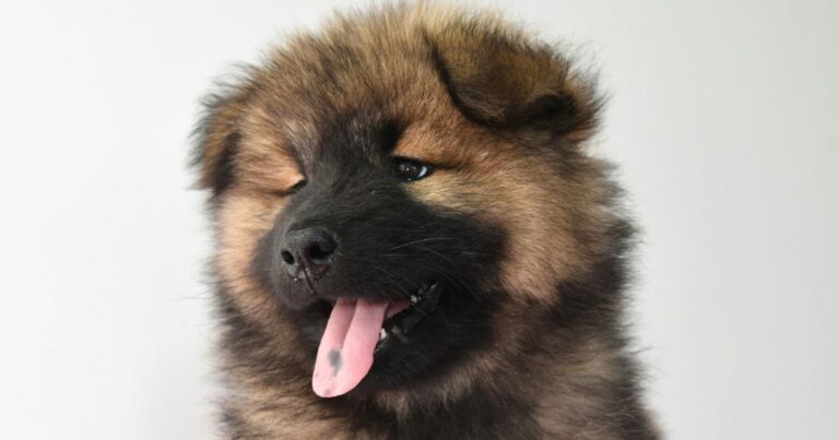 New Research on Dog Facial Expressions Is Everywhere 10 Breeds With the Most Readable Faces dog news