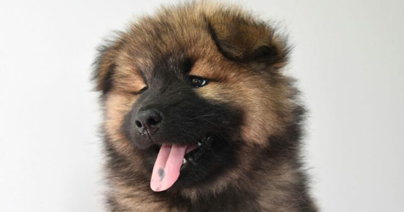 New Research on Dog Facial Expressions Is Everywhere 10 Breeds With the Most Readable Faces