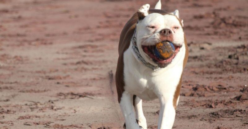 Not All Family Dogs Are the Same 13 Breeds With Very Different Family Styles