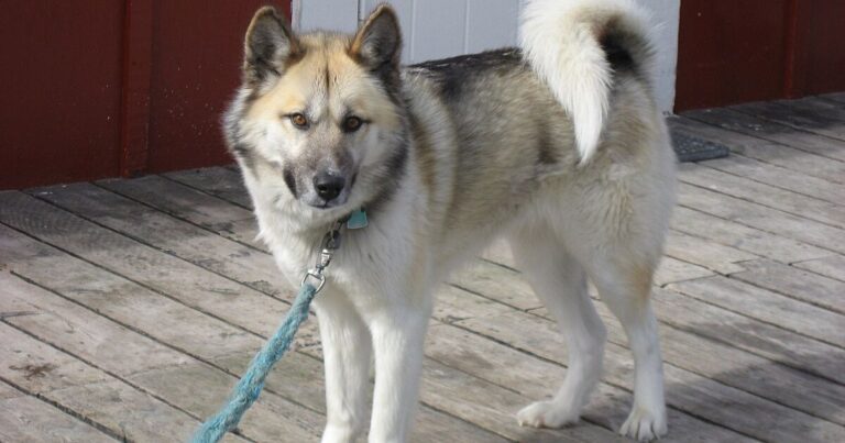 Owner Privacy Culture Is Affecting Dog Choices 11 Breeds That Tend to Stay Reserved With Strangers 1 dog news