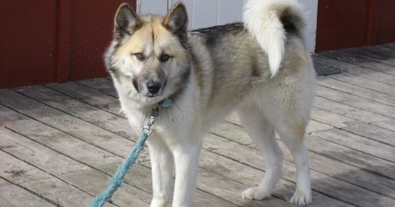 Owner Privacy Culture Is Affecting Dog Choices 11 Breeds That Tend to Stay Reserved With Strangers 1