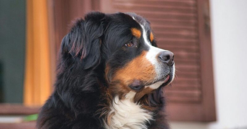 People Are Choosing Minimal Drama Dogs 10 Breeds Known for a Steady Temperament