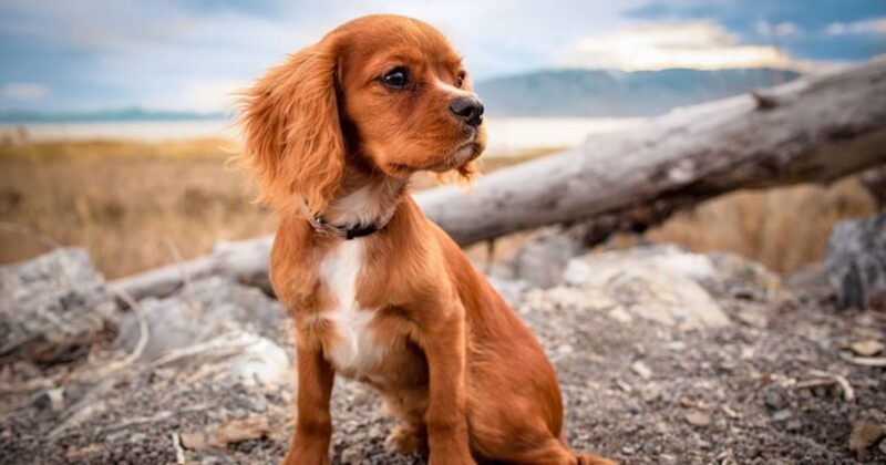 Pet Parent Burnout Is a Real Topic 10 Breeds Owners Say Feel Easier Day to Day 1