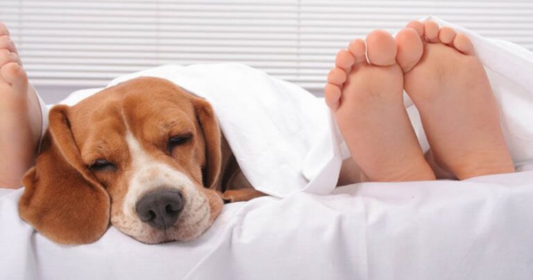 Pet Routine Stacking Is Trending 9 Dog Breeds That Settle Fast With Predictable Days dog news