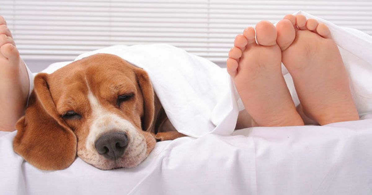 Pet Routine Stacking Is Trending 9 Dog Breeds That Settle Fast With Predictable Days