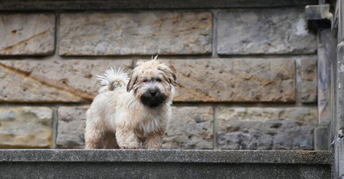 Pick the Right Temperament First 13 Breeds Commonly Described as Steady Not Intense