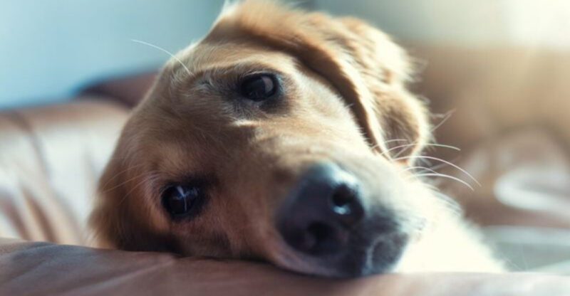 Reduce Fear Fast 9 Everyday Changes That Help Dogs Feel Safer at Home