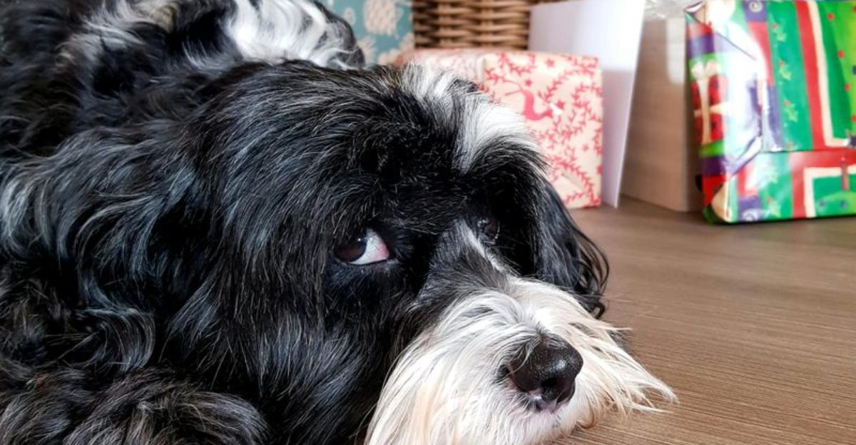 Save Your Shoes 11 Dog Breeds Less Likely to Become Destructive When Bored With Routine