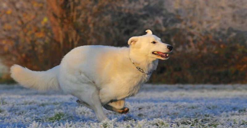 Some Dogs Maintain Emotional Distance Without Losing Connection 14 Breeds That Do