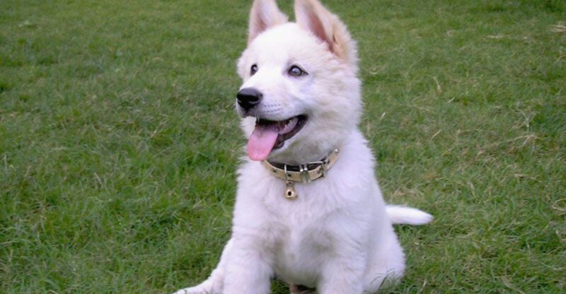 Stop Choosing by Popularity 12 Rare Breeds That Deserve a Second Look