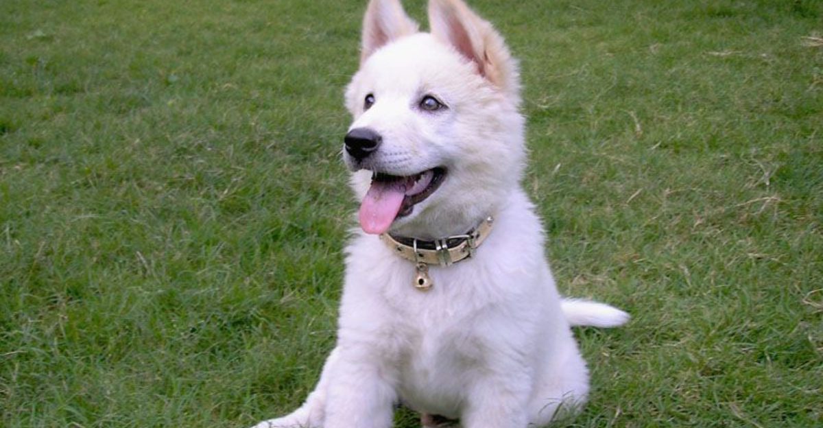 Stop Choosing by Popularity 12 Rare Breeds That Deserve a Second Look