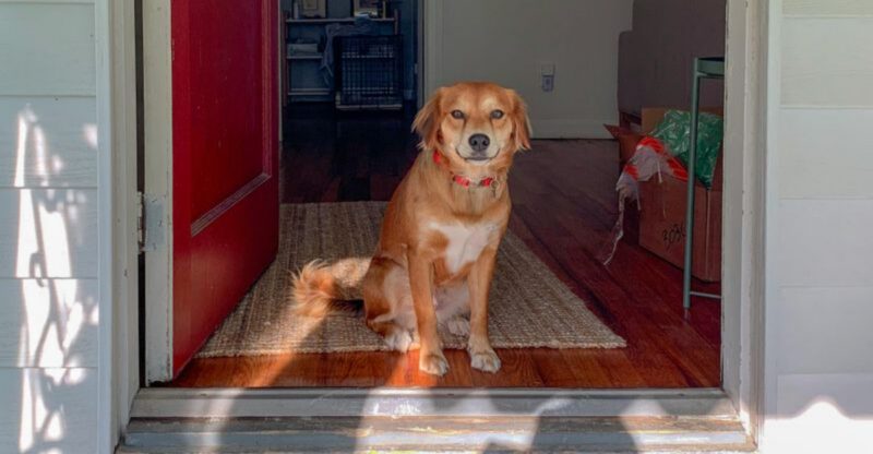 Stop the Jumping 12 Mistakes That Turn Sweet Dogs Into Guest Attacking Kangaroos