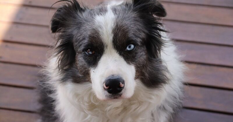 Subscription Boxes Arent Just for Humans 16 Breeds Owners Spend the Most on Monthly Enrichment For 1