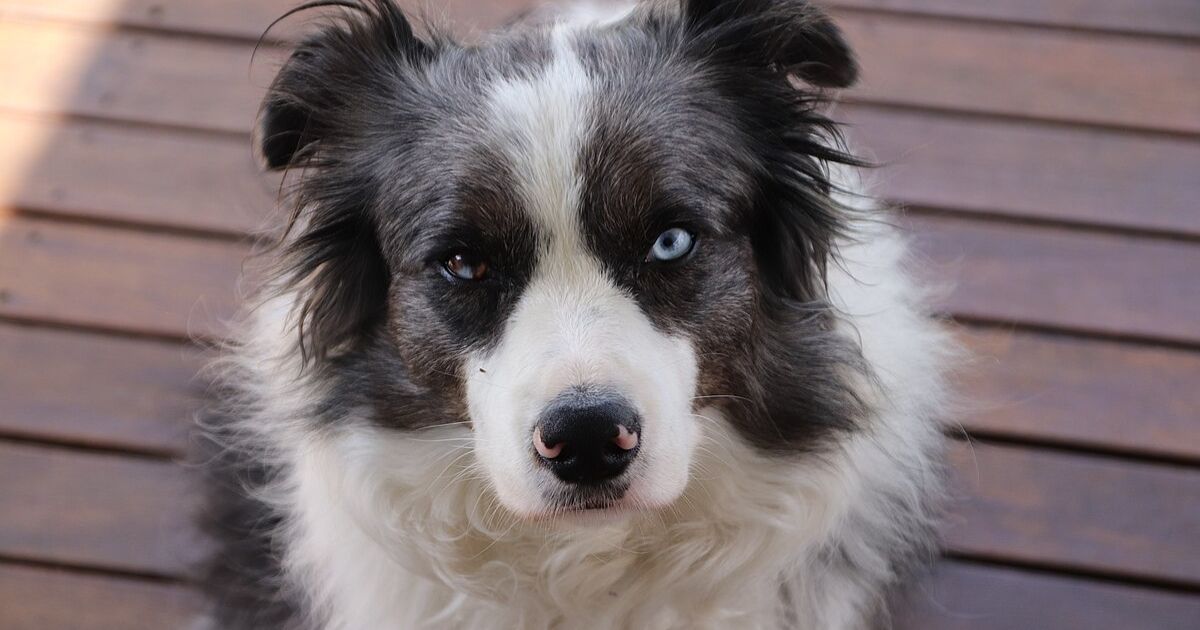 Subscription Boxes Arent Just for Humans 16 Breeds Owners Spend the Most on Monthly Enrichment For 1