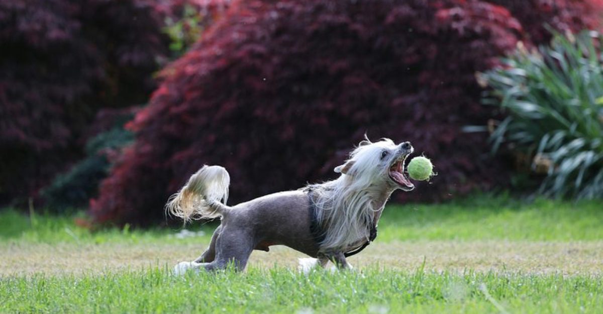 Sustainable Toys Are Trending — 10 Dog Breeds Owners Buy Eco Friendly Gear For 1