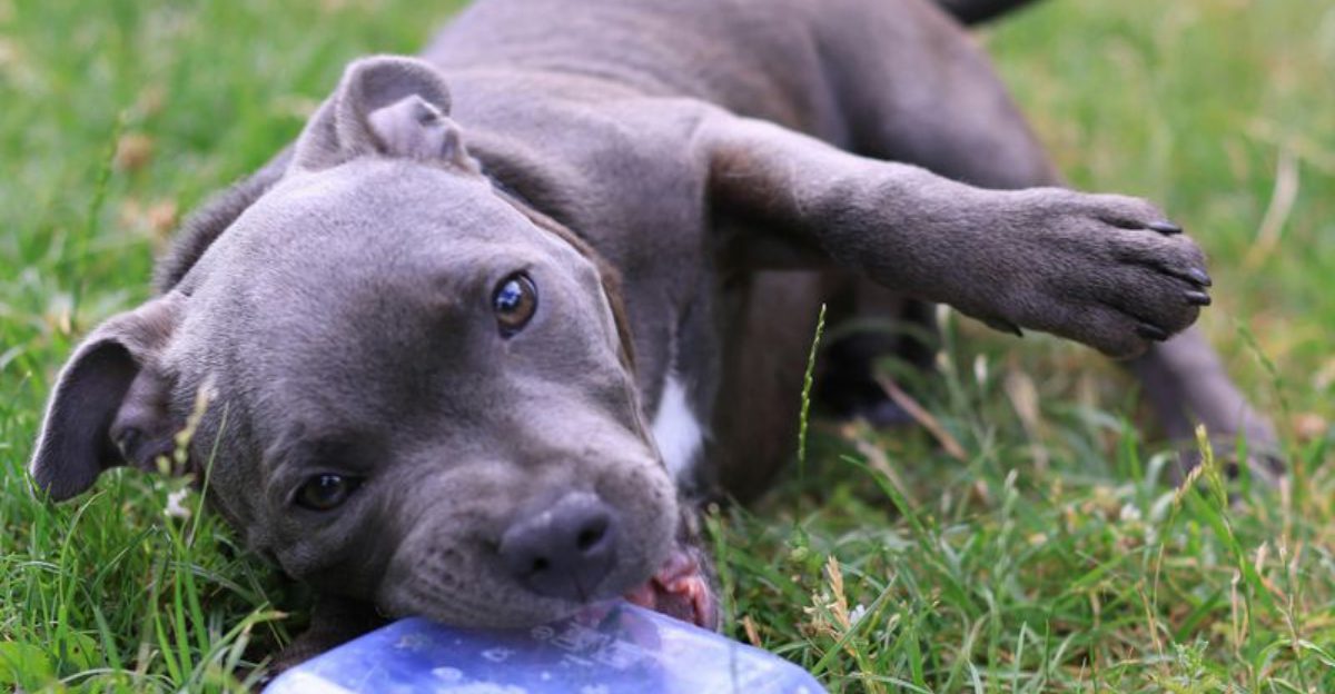 Sustainable Toys Are Trending — 10 Dog Breeds Owners Buy Eco Friendly Gear For