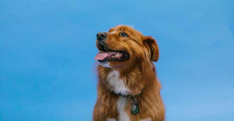 The Biggest Breed Popularity Shake Up 10 Dogs Climbing the Rankings Right Now