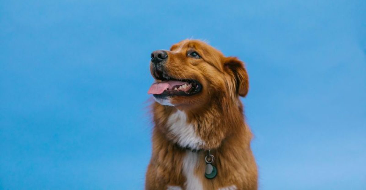 The Biggest Breed Popularity Shake Up 10 Dogs Climbing the Rankings Right Now