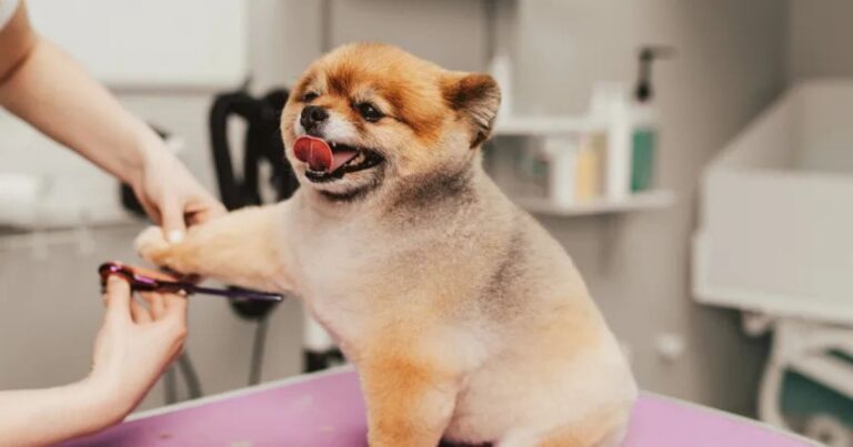 The Low Shed Lifestyle Keeps Growing 12 Breeds People Choose to Cut Down on Cleaning dog news