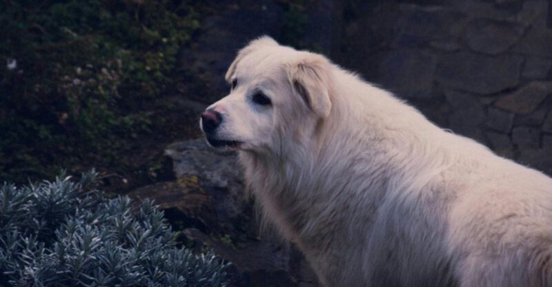 The Real Difference Between Guarding and Territorial Stress 10 Guardian Breeds Owners Must Understand