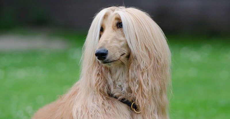 The Recall Myth 11 Dog Breeds That Ignore You for One Predictable Reason