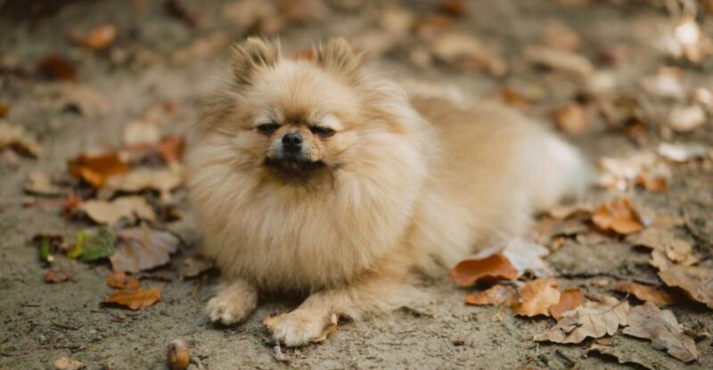 These 11 Dog Breeds Are Becoming More Common in City Parks Worldwide