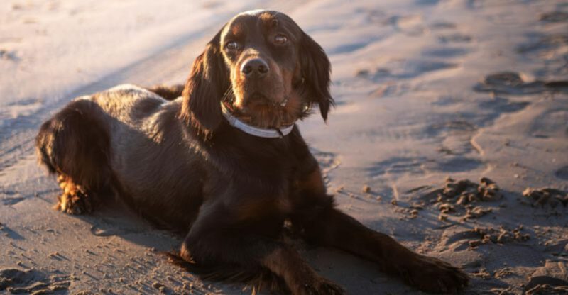 These 12 Dogs Are Word of Mouth Favorites With Little Online Hype