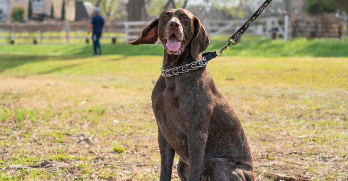 Think Your Dog Hates You Sometimes These 10 Common Reasons Are Often Misread