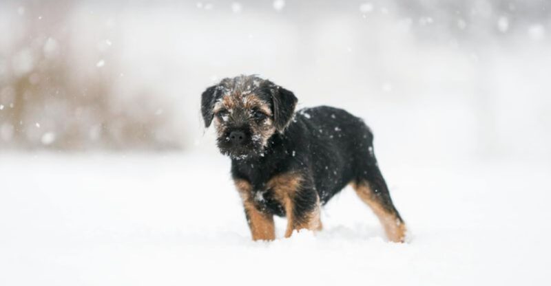 Travel Friendly Picks 11 Breeds That Commonly Handle New Places With Less Fuss