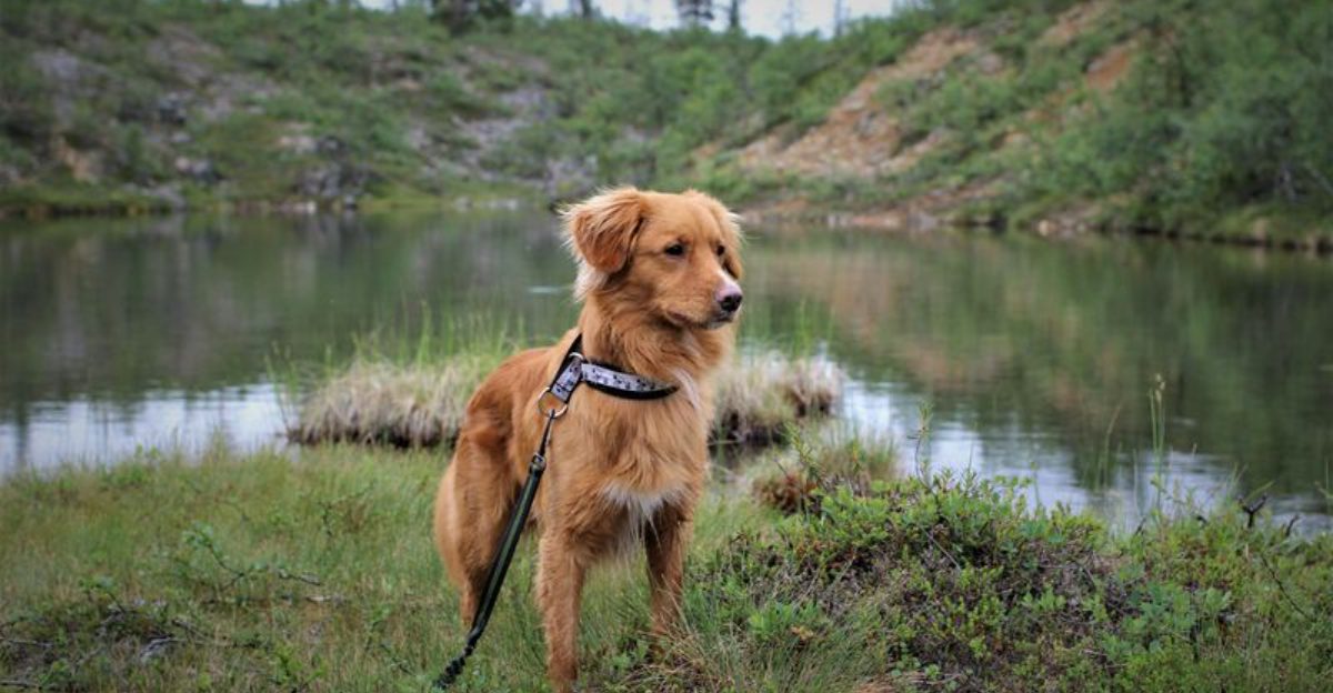 Want a Dog That Keeps Their Cool in New Places These 13 Breeds That Tend to Adjust Faster