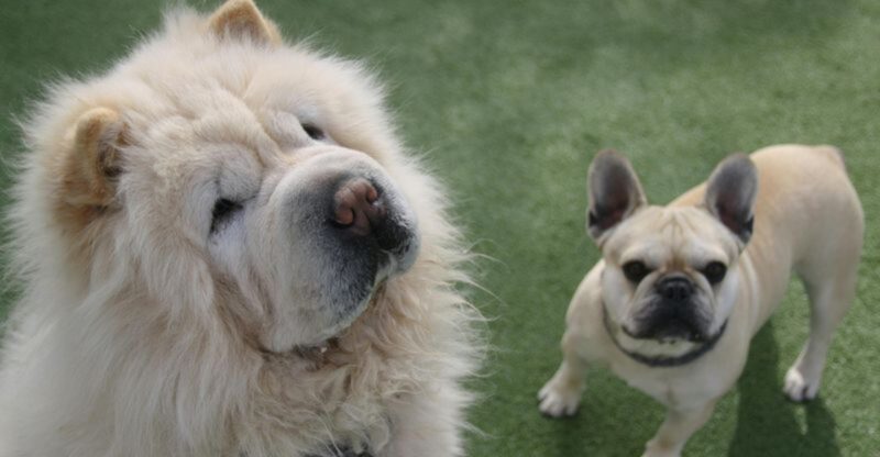 Why Some Dogs Go Viral Easier 11 Traits That Keep Showing Up in Popular Clips