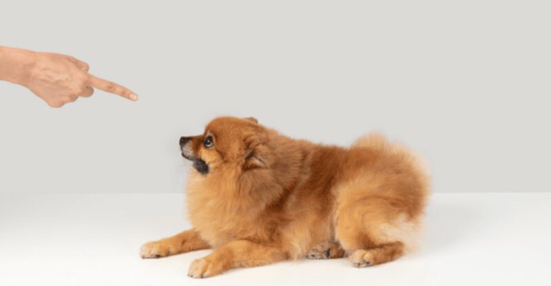 Your Dog Wont Listen Fix These 12 Habits That Undo Training Every Day