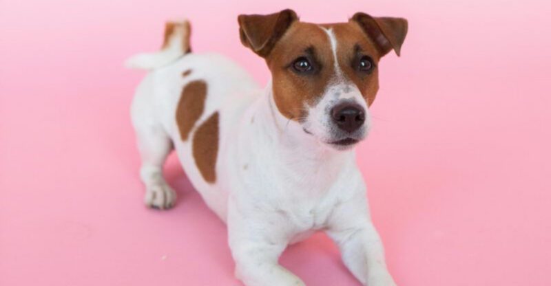 10 Breeds That Commonly Fixate on Moving Things Bikes Cats Kids Anything