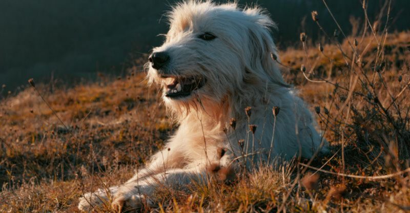 10 Breeds That Dont Adjust Instantly – But Become Rock Solid Once They Do