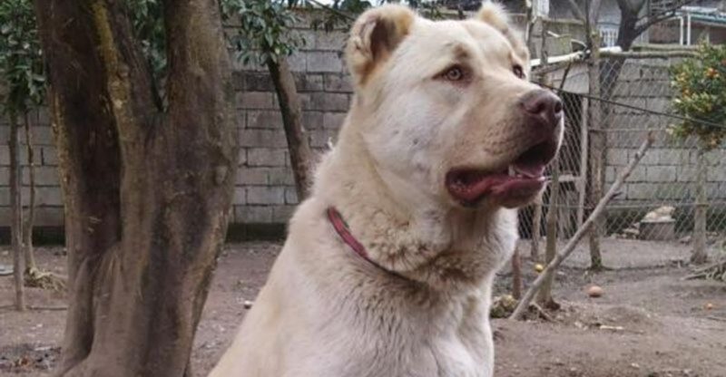 10 Breeds That Dont Perform Well on Camera – And Never Did